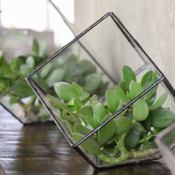 Cube Terrarium - Image 5