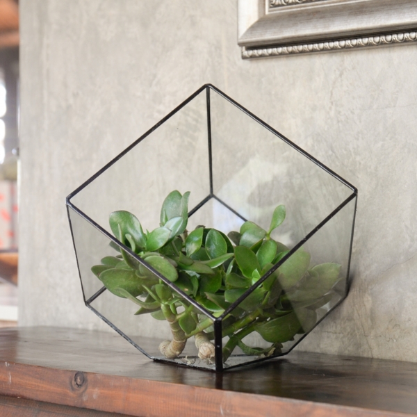 Cube Terrarium - Image 6